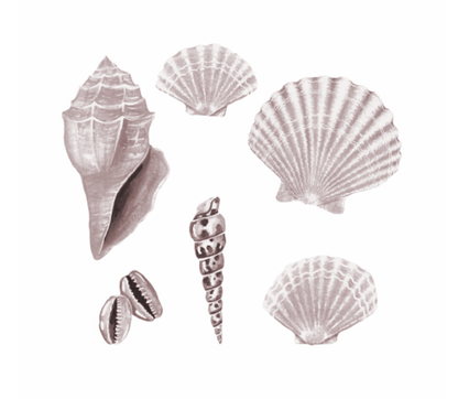 That's Mine Wallsticker Seashell, en del av kategorien Wallstickers - At Home Interiør